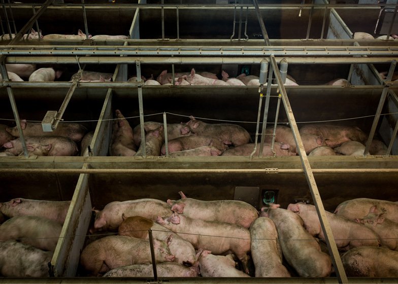 Πώς γίνονται τα γουρουνάκια λουκάνικο -Βρετανός φωτογράφος βρίσκει τον τρόπο να το κάνει τέχνη [εικόνες] | iefimerida.gr 6