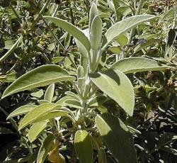 Συνταγή για χοιρινό με πράσα και σόγια φρέσκια -Κολάζει αθώα [εικόνες] | iefimerida.gr 0