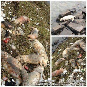 Xιλιάδες κουφάρια γουρουνιών στις όχθες των μολυσμένων ποταμιών της Κίνας -Ανατριχιαστικές εικόνες | iefimerida.gr 1