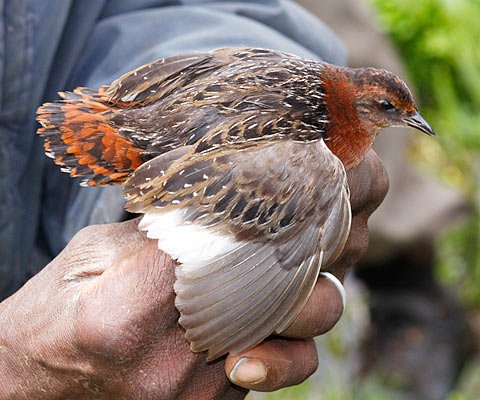 Τα ζώα εκπέμπουν SOS: Νέα λίστα με απειλούμενα είδη εξέδωσε η Ενωση Διατήρησης της Φύσης [εικόνες] | iefimerida.gr 2