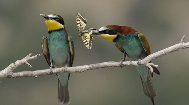 Το γενναιόδωρο πουλί που δίνει την τροφή του στο ταίρι του [εικόνες] | iefimerida.gr 0