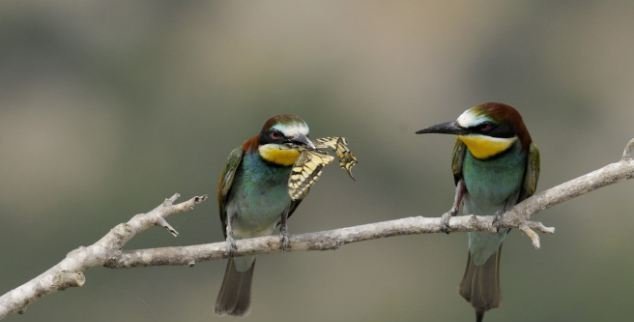 Το γενναιόδωρο πουλί που δίνει την τροφή του στο ταίρι του [εικόνες] | iefimerida.gr 2