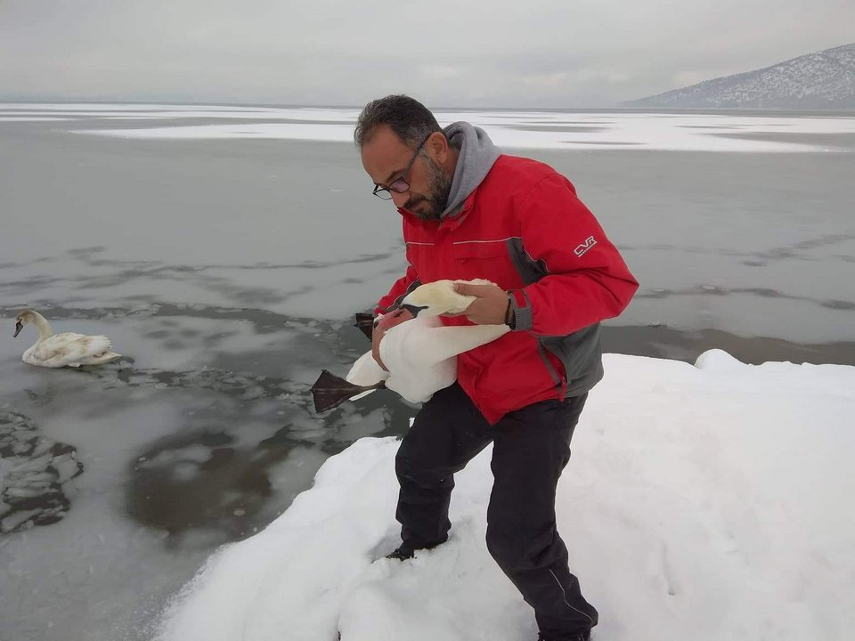 Καστοριά: Εθελοντές σώζουν πουλιά που εγκλωβίζονται στην παγωμένη λίμνη [εικόνες] | iefimerida.gr 3