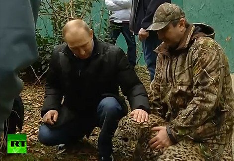 Ο Πούτιν προσπαθεί να εξημερώσει τα... άγρια -Μπήκε σε κλουβί με λεοπαρδάλεις για να εντυπωσιάσει [εικόνες&βίντεο] | iefimerida.gr 1