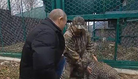 Ο Πούτιν προσπαθεί να εξημερώσει τα... άγρια -Μπήκε σε κλουβί με λεοπαρδάλεις για να εντυπωσιάσει [εικόνες&βίντεο] | iefimerida.gr 3