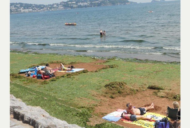 Λουόμενοι σκάβουν για να βρουν λίγη άμμο -Η παραλία καλύφθηκε από ένα παχύ στρώμα με φύκια [εικόνες] | iefimerida.gr 0