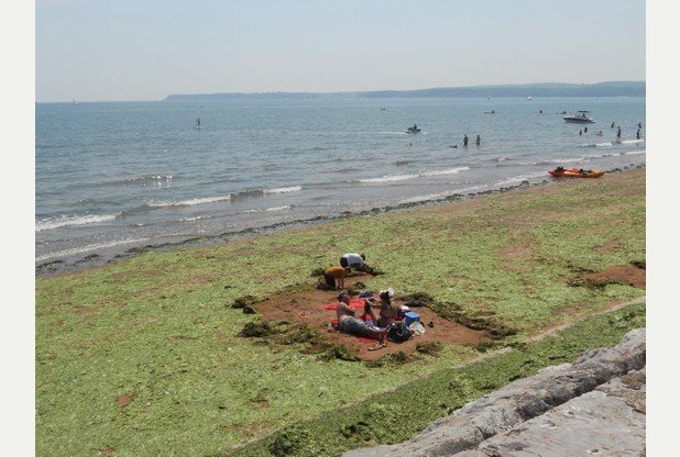 Λουόμενοι σκάβουν για να βρουν λίγη άμμο -Η παραλία καλύφθηκε από ένα παχύ στρώμα με φύκια [εικόνες] | iefimerida.gr 1