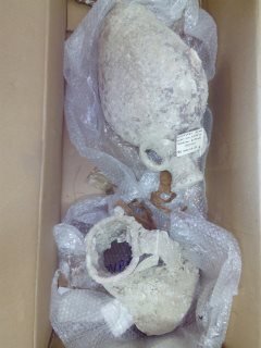 Aδέλφια στην Πάργα είχαν στην κατοχή τους τεράστιες ποσότητες αρχαίων [εικόνες] | iefimerida.gr 4