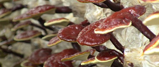 Τα 5 βότανα του αδυνατίσματος: Χάστε βάρος εύκολα και φυσικά [εικόνες] | iefimerida.gr 3