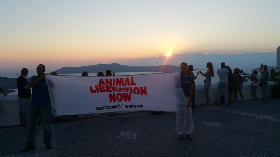 Γίναμε είδηση: Ιδιοκτήτες γαϊδουριών δέρνουν ακτιβιστές στη Σαντορίνη [βίντεο]  | iefimerida.gr 1