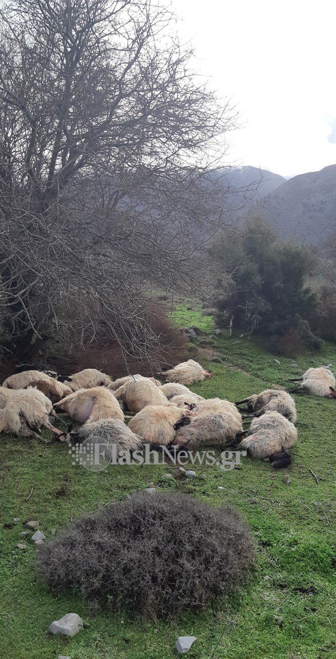 Αποκαρδιωτική εικόνα από τα άτυχα ζώα που χτυπήθηκαν από τον κεραυνό, φωτογραφία: flashnews.gr