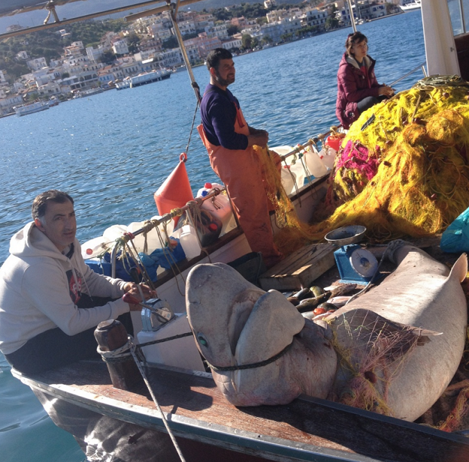 Πόρος: Ψαράς έπιασε καρχαρία 2,5 μέτρων! [εικόνες] | iefimerida.gr 0