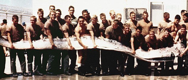 Πώς κινείται στο βυθό το γιγάντιο ψάρι-κουπί [εικόνες&βίντεο] | iefimerida.gr 0