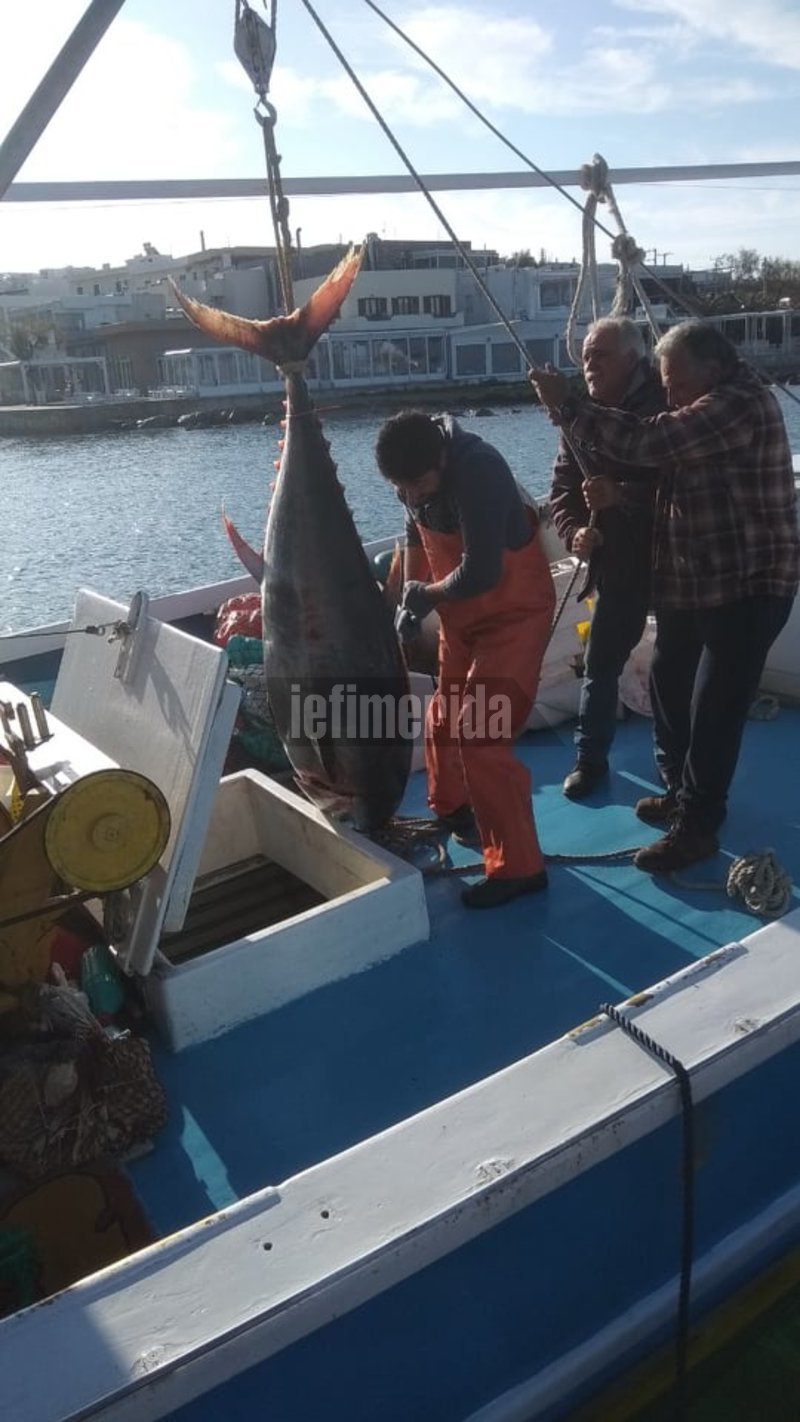Ψάρι... μαμούθ έβγαλαν οι ψαράδες στη Νάξο [εικόνες] | iefimerida.gr 1