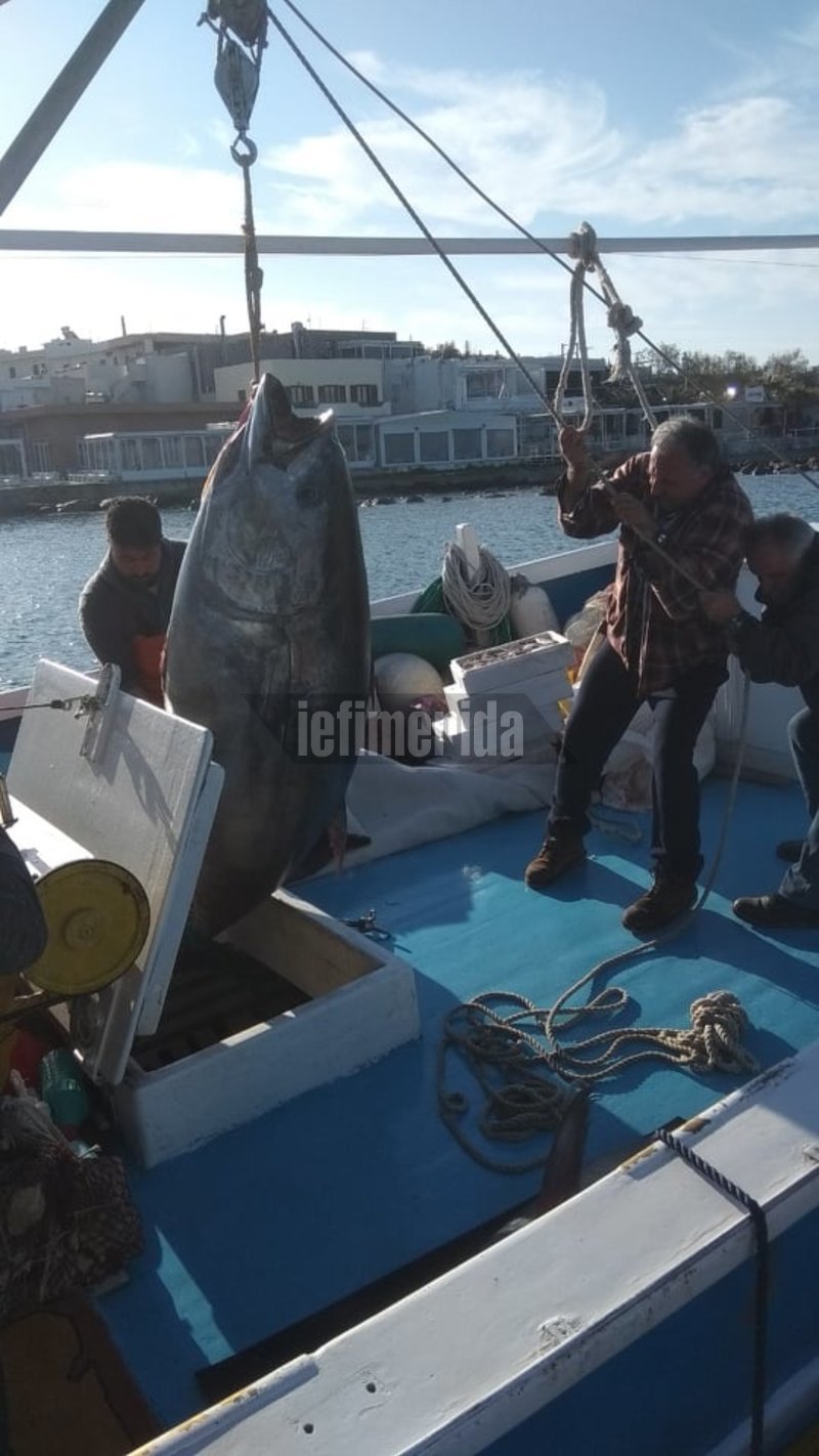 Ψάρι... μαμούθ έβγαλαν οι ψαράδες στη Νάξο [εικόνες] | iefimerida.gr 3