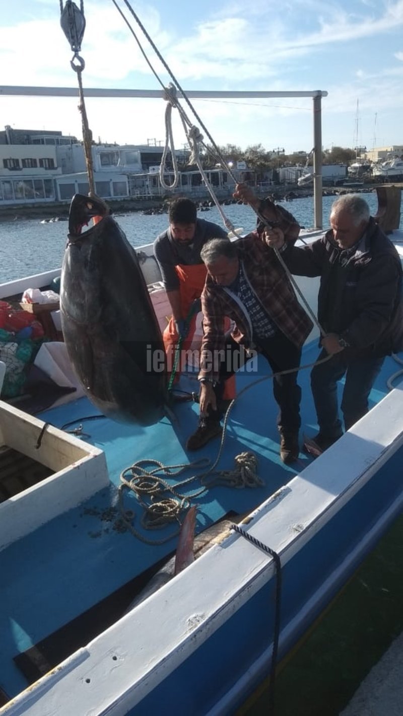 Ψάρι... μαμούθ έβγαλαν οι ψαράδες στη Νάξο [εικόνες] | iefimerida.gr 0