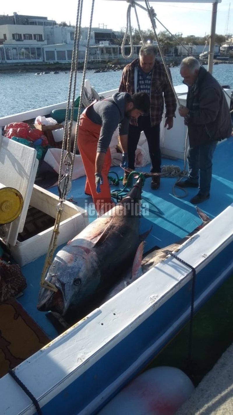 Ψάρι... μαμούθ έβγαλαν οι ψαράδες στη Νάξο [εικόνες] | iefimerida.gr 2