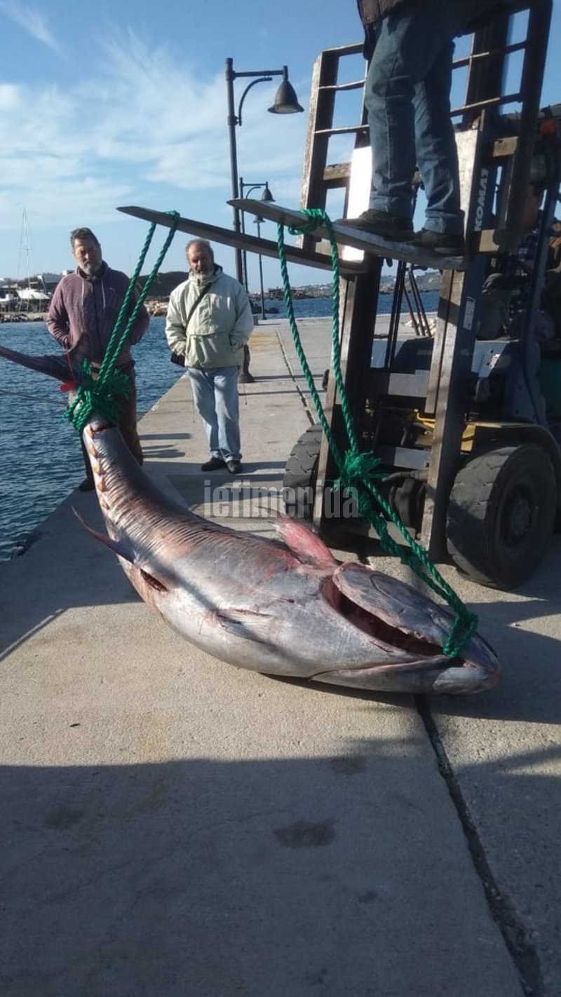 Ψάρι... μαμούθ έβγαλαν οι ψαράδες στη Νάξο [εικόνες] | iefimerida.gr 5