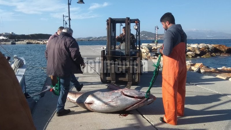 Ψάρι... μαμούθ έβγαλαν οι ψαράδες στη Νάξο [εικόνες] | iefimerida.gr 4