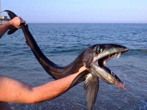 Σπάνιο ψάρι... χάνιμπαλ σκόρπισε τον τρόμο σε παραλία [εικόνα] | iefimerida.gr 0