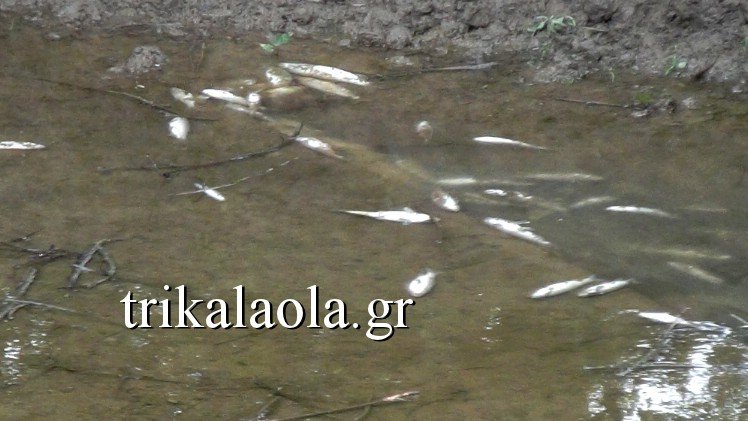 Νεκρά ψάρια ξεβράζει ο Πηνειός στα Τρίκαλα -Προβληματισμένοι οι κάτοικοι [εικόνες & βίντεο] | iefimerida.gr 2