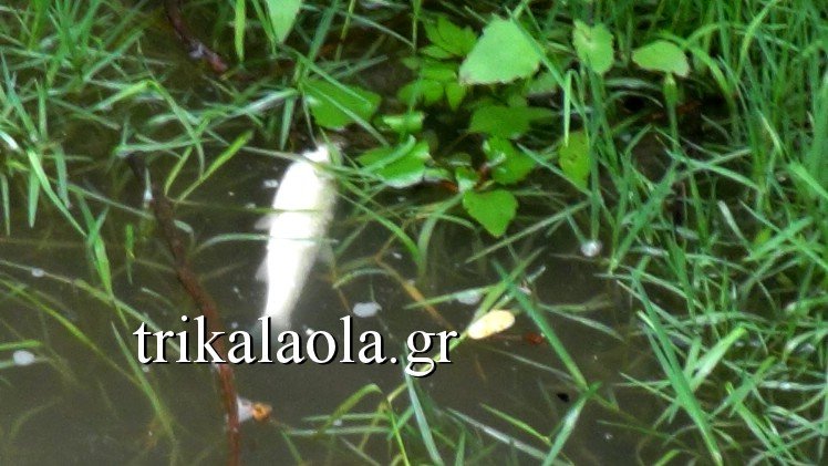 Νεκρά ψάρια ξεβράζει ο Πηνειός στα Τρίκαλα -Προβληματισμένοι οι κάτοικοι [εικόνες & βίντεο] | iefimerida.gr 0