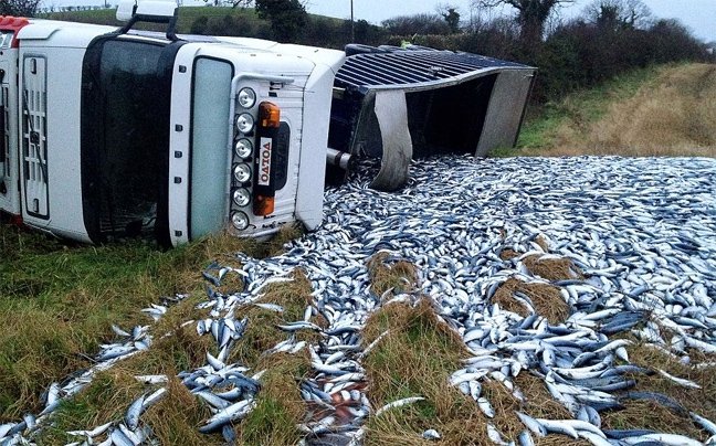 Αγρότης αντίκρισε 20 τόνους σκουμπριά στο αγρόκτημα του | iefimerida.gr 0
