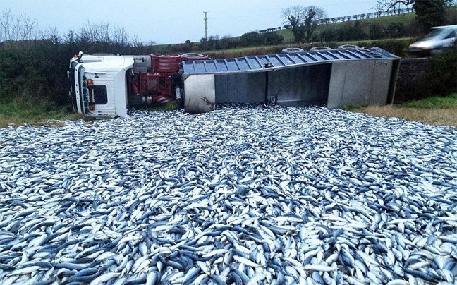 Αγρότης αντίκρισε 20 τόνους σκουμπριά στο αγρόκτημα του  | iefimerida.gr 2