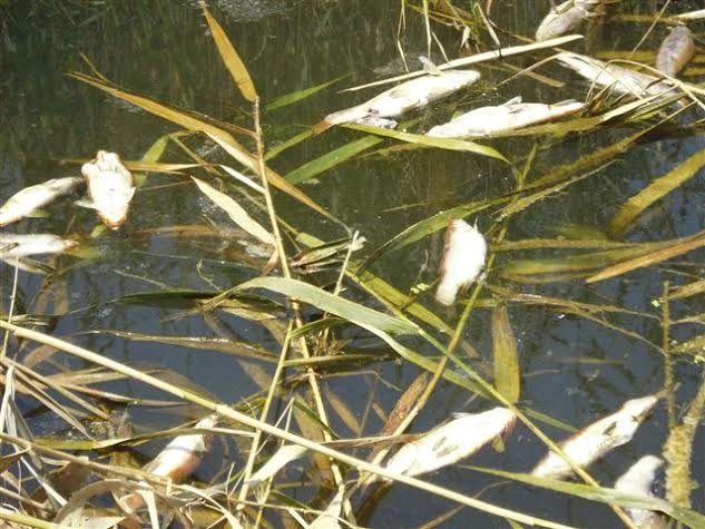 Γέμισε νεκρά ψάρια ο Σπερχειός -Ανησυχούν οι αγρότες [εικόνες] | iefimerida.gr 0