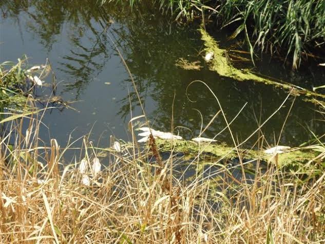 Γέμισε νεκρά ψάρια ο Σπερχειός -Ανησυχούν οι αγρότες [εικόνες] | iefimerida.gr 1