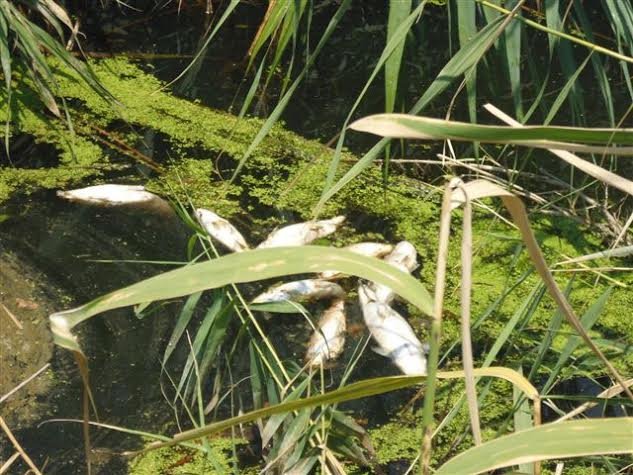 Γέμισε νεκρά ψάρια ο Σπερχειός -Ανησυχούν οι αγρότες [εικόνες] | iefimerida.gr 2