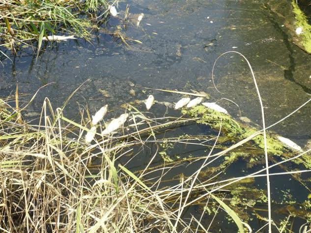 Γέμισε νεκρά ψάρια ο Σπερχειός -Ανησυχούν οι αγρότες [εικόνες] | iefimerida.gr 4