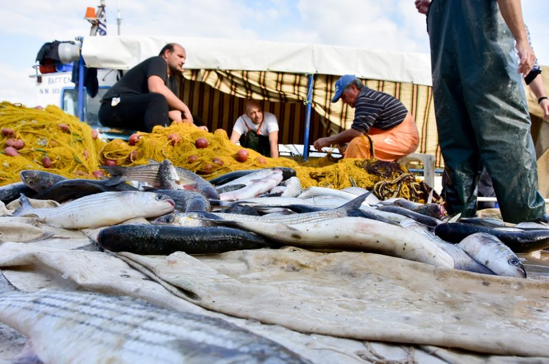Απίστευτη ψαριά στο Ναύπλιο: Επιασε 2 τόνους κέφαλους! [εικόνες] | iefimerida.gr 0