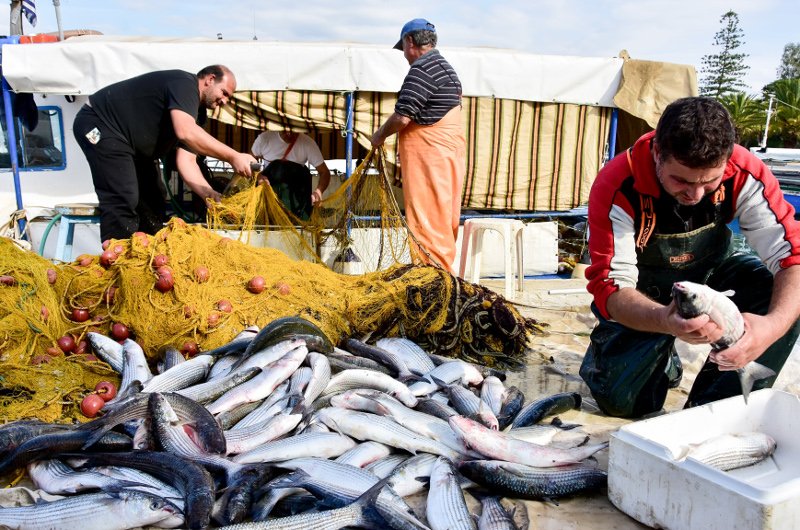 Απίστευτη ψαριά στο Ναύπλιο: Επιασε 2 τόνους κέφαλους! [εικόνες] | iefimerida.gr 3