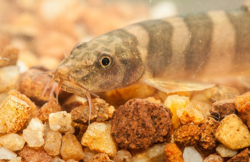 Νέα είδη υπό εξαφάνιση ανακάλυψαν επιστήμονες στη Καμπότζη [εικόνες] | iefimerida.gr 3