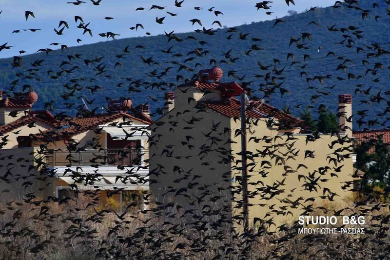 «Σόου» από εκατοντάδες ψαρόνια στο Ναύπλιο - Εντυπωσιακές εικόνες | iefimerida.gr 1