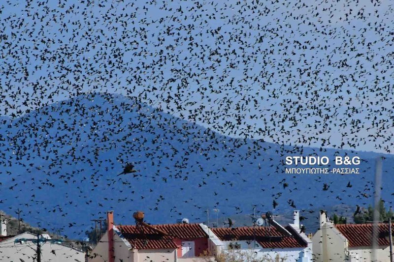«Σόου» από εκατοντάδες ψαρόνια στο Ναύπλιο - Εντυπωσιακές εικόνες | iefimerida.gr 0