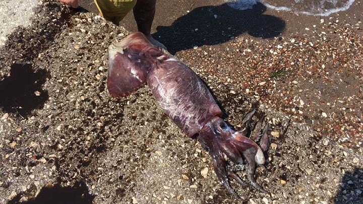 Ψαροντουφεκάς έβγαλε γιγάντιο καλαμάρι, 1,5 μέτρου, στο Ναύπλιο! [εικόνα] | iefimerida.gr 0
