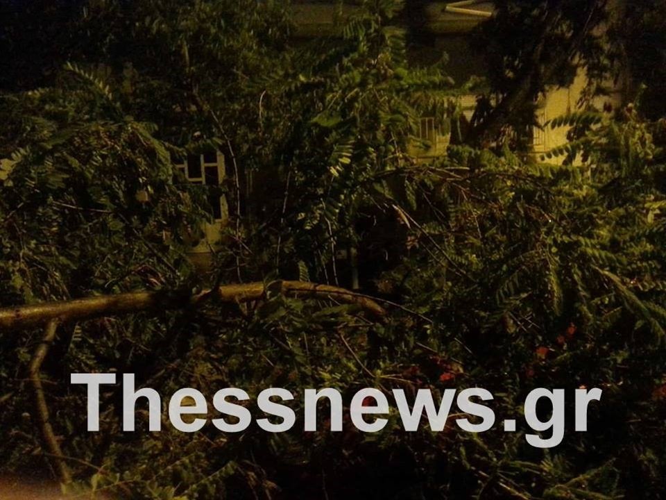 Επεσαν δέντρα στη Θεσσαλονίκη- Χαλαζόπτωση στην Αλεξάνδρεια [εικόνες & βίντεο] | iefimerida.gr 1