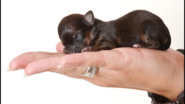 Δείτε το κουτάβι που είναι μικρότερο και από το iPhone [εικόνες] | iefimerida.gr 1