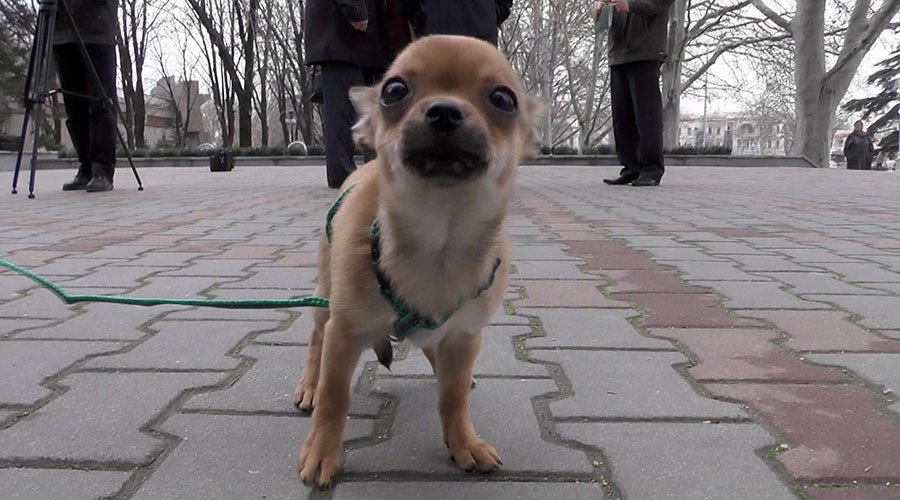 Ο Πούτιν έκανε δώρο σε πιτσιρίκα ένα σκυλάκι -Του το είχε ζητήσει με επιστολή [εικόνες & βίντεο] | iefimerida.gr 0