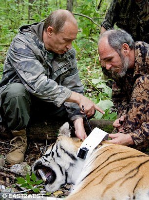 Η τίγρης του Πούτιν το έσκασε από τη Ρωσία -Αυτομόλησε στην Κίνα [εικόνες] | iefimerida.gr 0