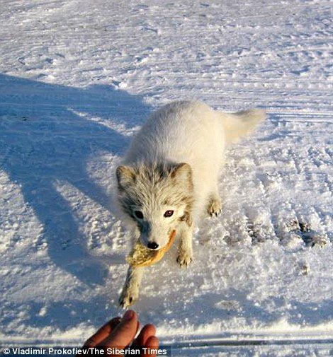 Η πόλη-φάντασμα στην άκρη του κόσμου – Έχει μόνο ένα κάτοικο που ξεναγεί τους επισκέπτες [εικόνες]  | iefimerida.gr 3