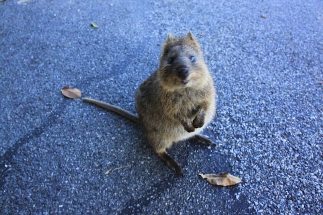 Αυτό είναι το πιο ευτυχισμένο ζώο στον πλανήτη [εικόνες] | iefimerida.gr 2