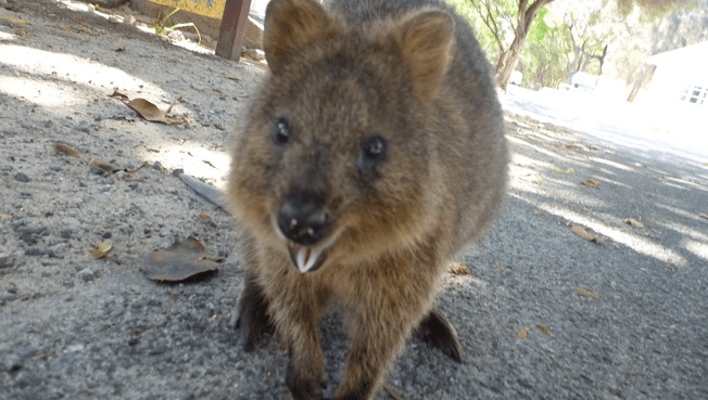 Αυτό είναι το πιο ευτυχισμένο ζώο στον πλανήτη [εικόνες] | iefimerida.gr 3