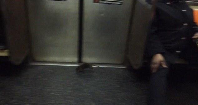 Αρουραίος έσπειρε τον πανικό στο μετρό της Ν. Υόρκης -Φωνές και επιβάτες όρθιοι πάνω στα καθίσματα [εικόνες & βίντεο] | iefimerida.gr 0