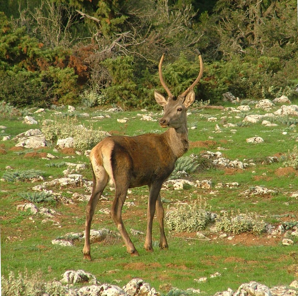 Απειλείται το κόκκινο ελάφι -Λαθροκυνηγοί, ανθρώπινες δραστηριότητες και λύκοι, οι εχθροί | iefimerida.gr 0
