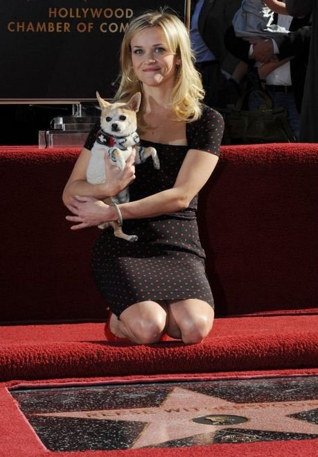 Celebrities που μοιάζουν με τα σκυλιά τους [εικόνες] | iefimerida.gr 4