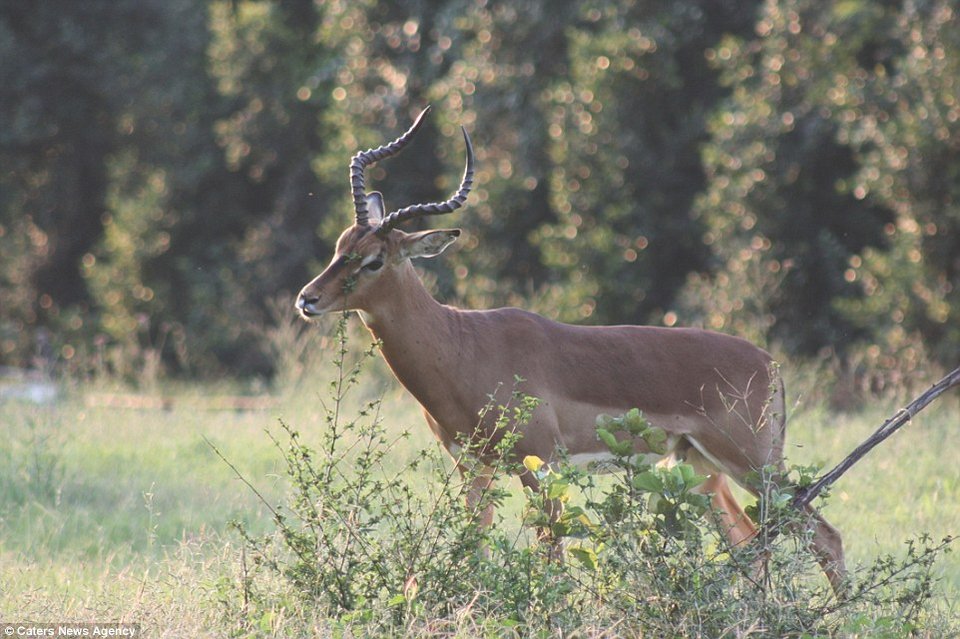 Ασυνήθιστο σαφάρι: Με βραδινό φόρεμα και ρετρό ατμόσφαιρα με πολυτελές τρένο [εικόνες] | iefimerida.gr 8