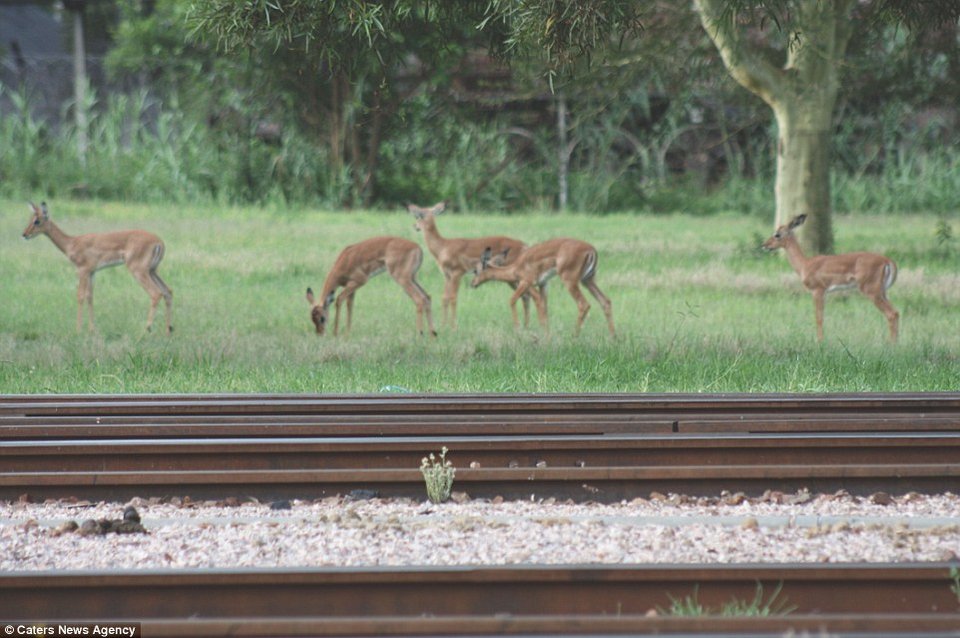 Ασυνήθιστο σαφάρι: Με βραδινό φόρεμα και ρετρό ατμόσφαιρα με πολυτελές τρένο [εικόνες] | iefimerida.gr 9